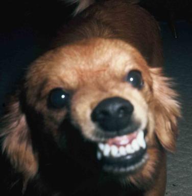 A Smiling Dog