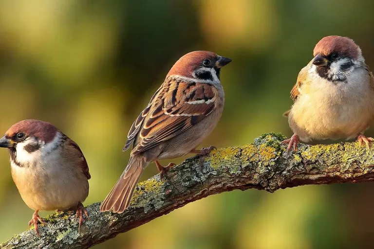 Sparrows on a Branch