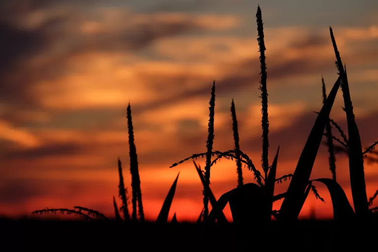 Cornfield at Sunset